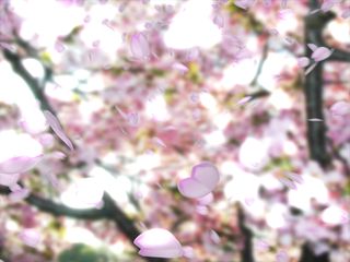 thumbnail of "Rain of Blossoms"